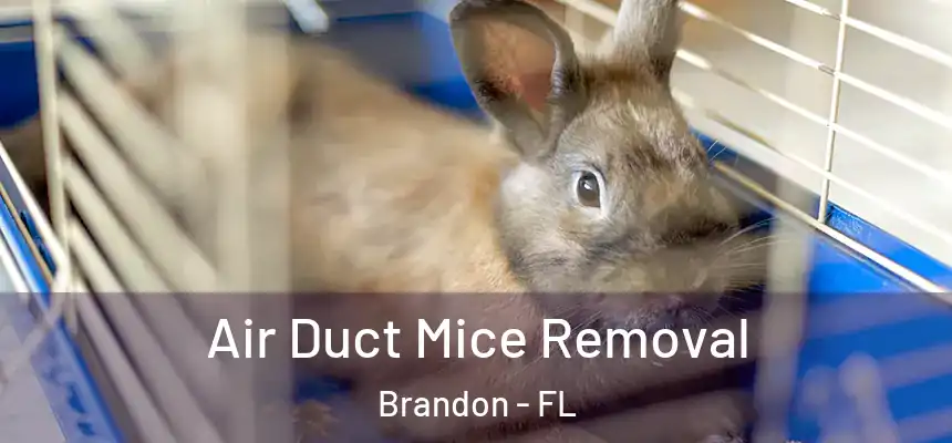  Air Duct Mice Removal Brandon - FL