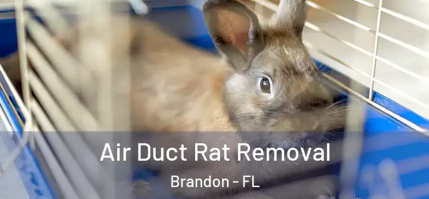  Air Duct Rat Removal Brandon - FL