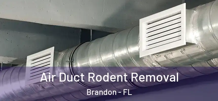  Air Duct Rodent Removal Brandon - FL