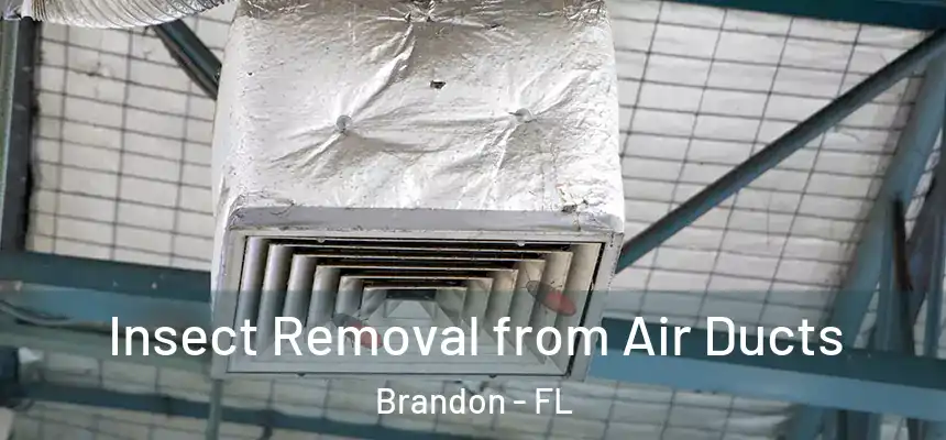 Insect Removal from Air Ducts Brandon - FL