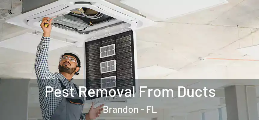 Pest Removal From Ducts Brandon - FL